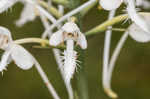 White fringed orchid